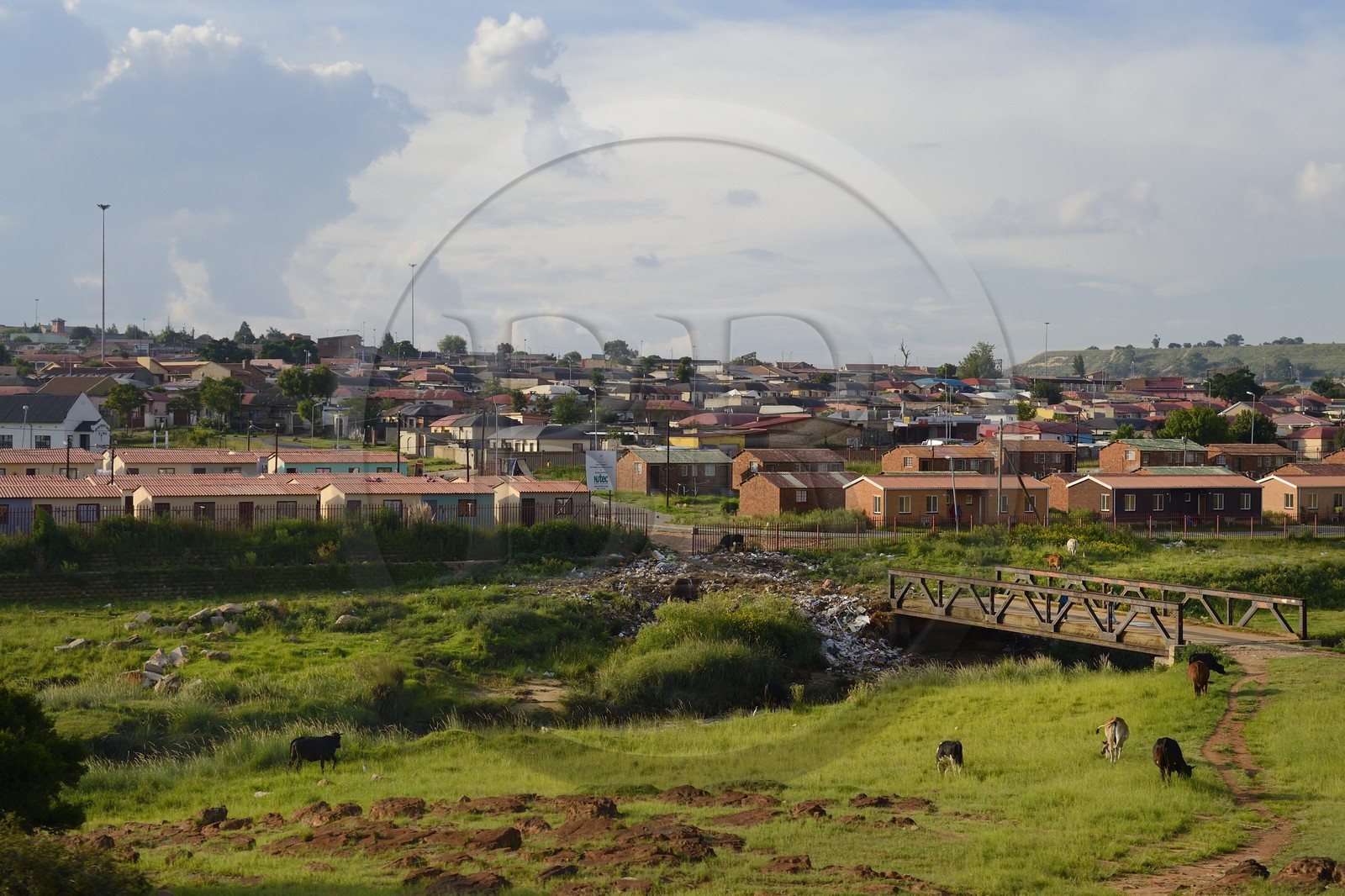 Afrique du Sud, province de Gauteng, Johannesburg, Soweto, le quartier d'Orlando dans le township, vaches destinées aux cérémonies d'enterrement
