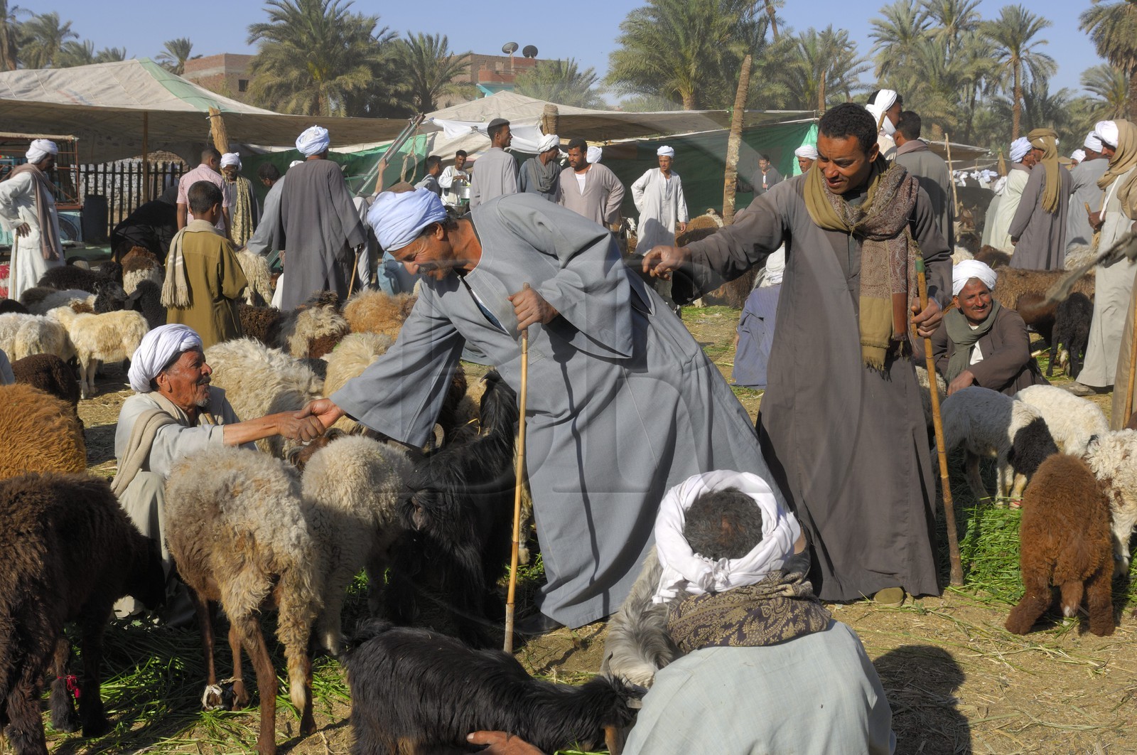 Egypte, Haute Egypte, Daraw au nord d'Assouan, marché aux animaux, vendeurs de moutons et de chèvres