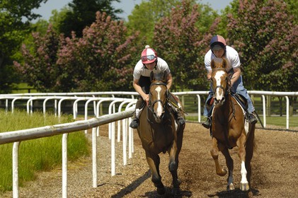 Republic of Ireland, County Kildare, Maynooth, Moyglare Stud, horse training