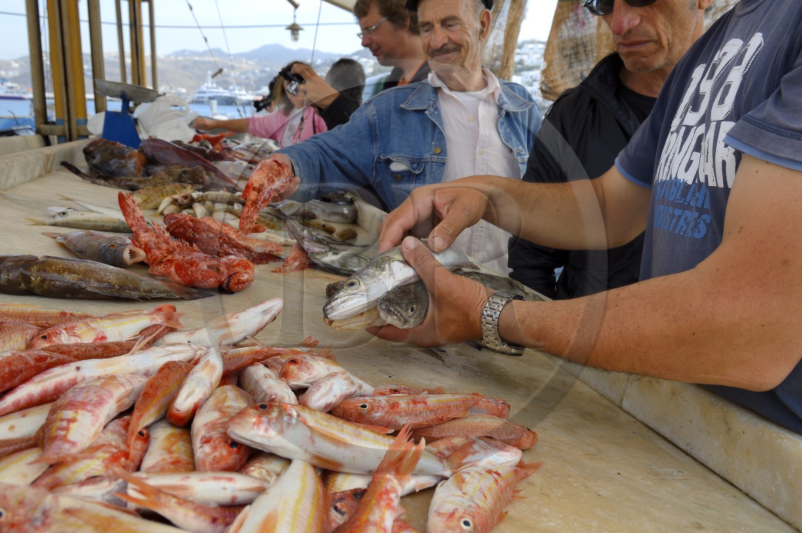 Grèce, Les Cyclades, mer Égée, île de Mykonos, Chora (Mykonos town), marché aux poissons sur le port