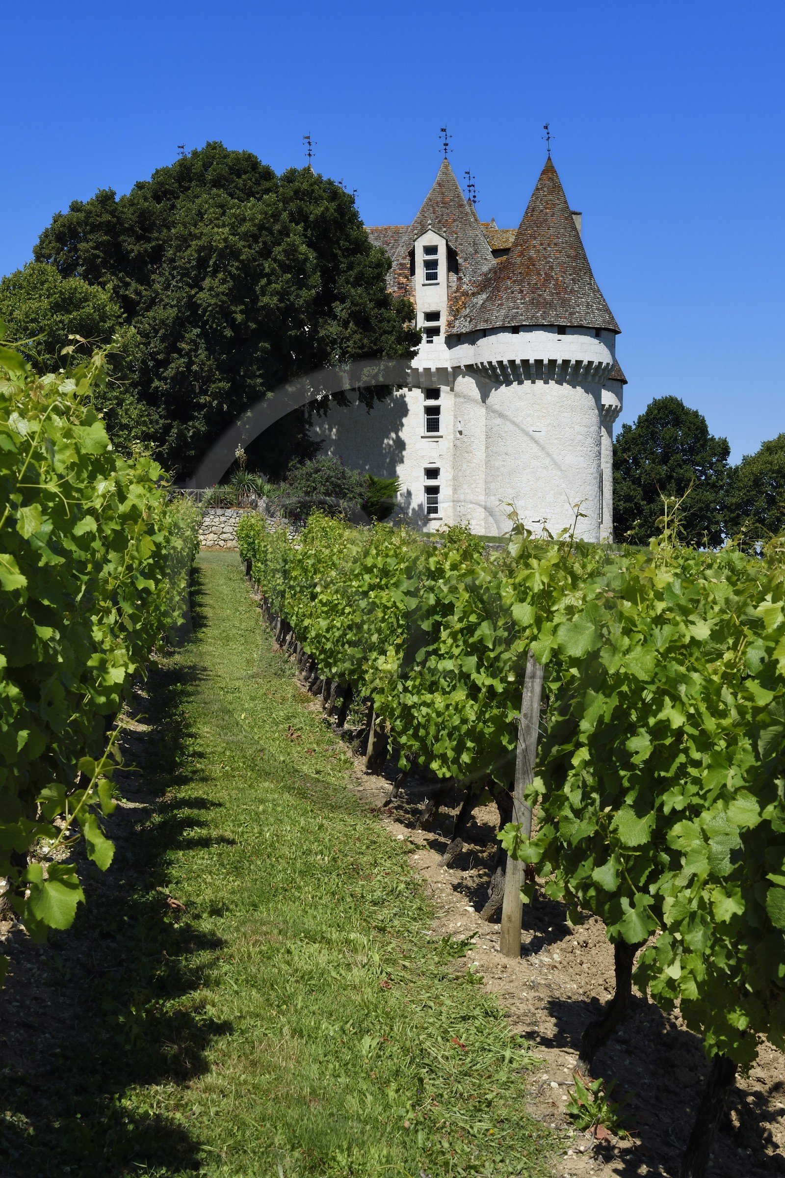 France, Dordogne (24), Périgord Pourpre, Monbazillac, Chateau de Monbazillac au milieu de ses vignes