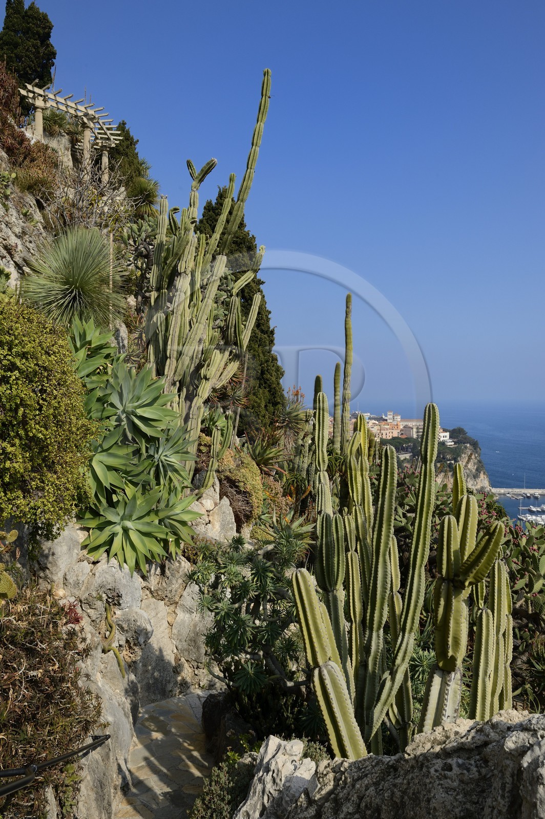 Principauté de Monaco, Monaco, le Jardin Exotique regroupant plusieurs milliers d'espèces de plantes succulentes