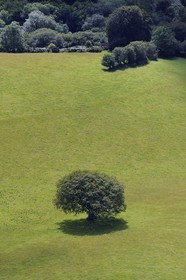Royaume-Uni, Angleterre, Somerset, arbre dans un pré (vue aérienne)