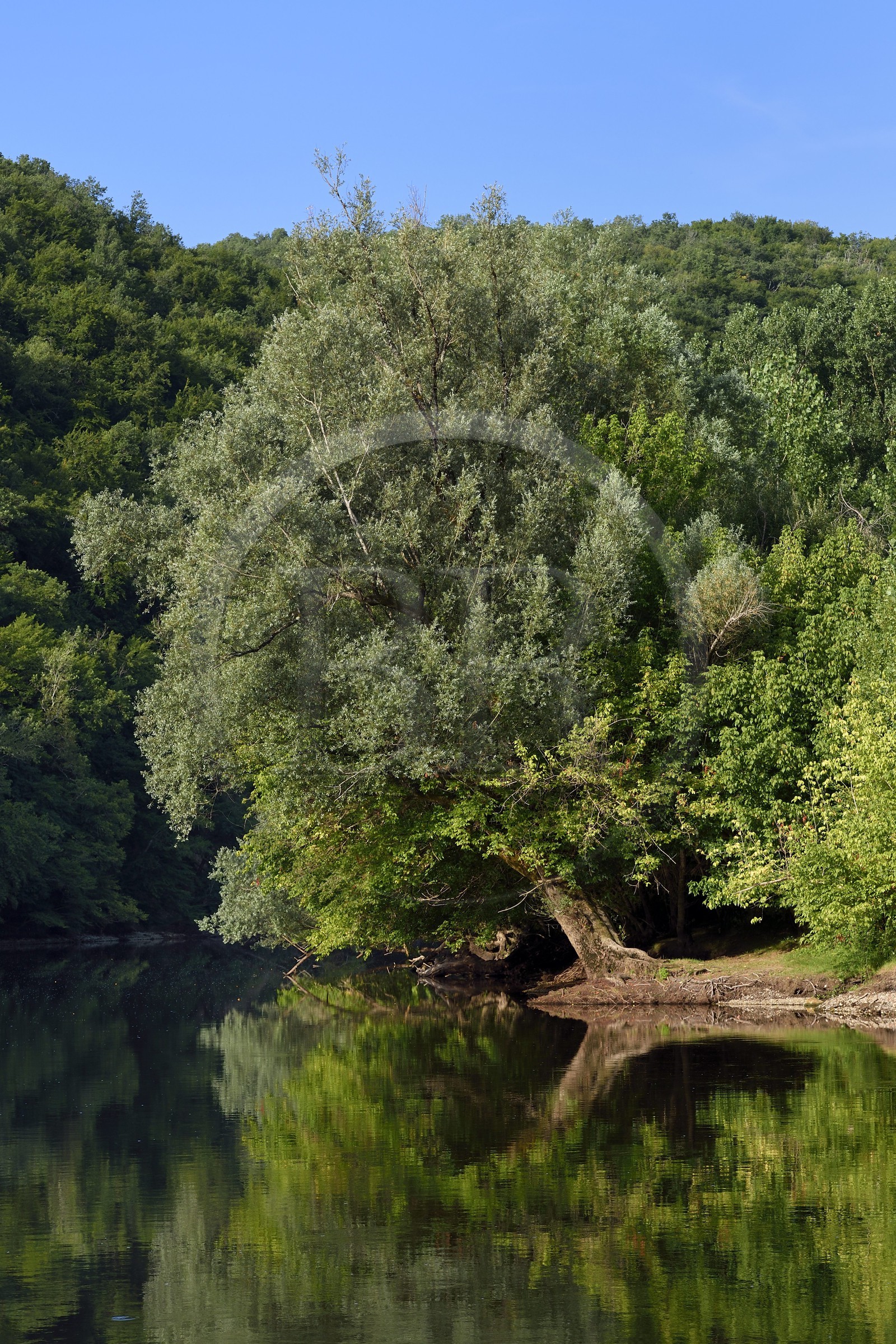 France, Dordogne (24), Périgord Noir, vallée de la Dordogne, la rivière Dordogne en aval de La Roque-Gageac, labellisé Les Plus Beaux Villages de France