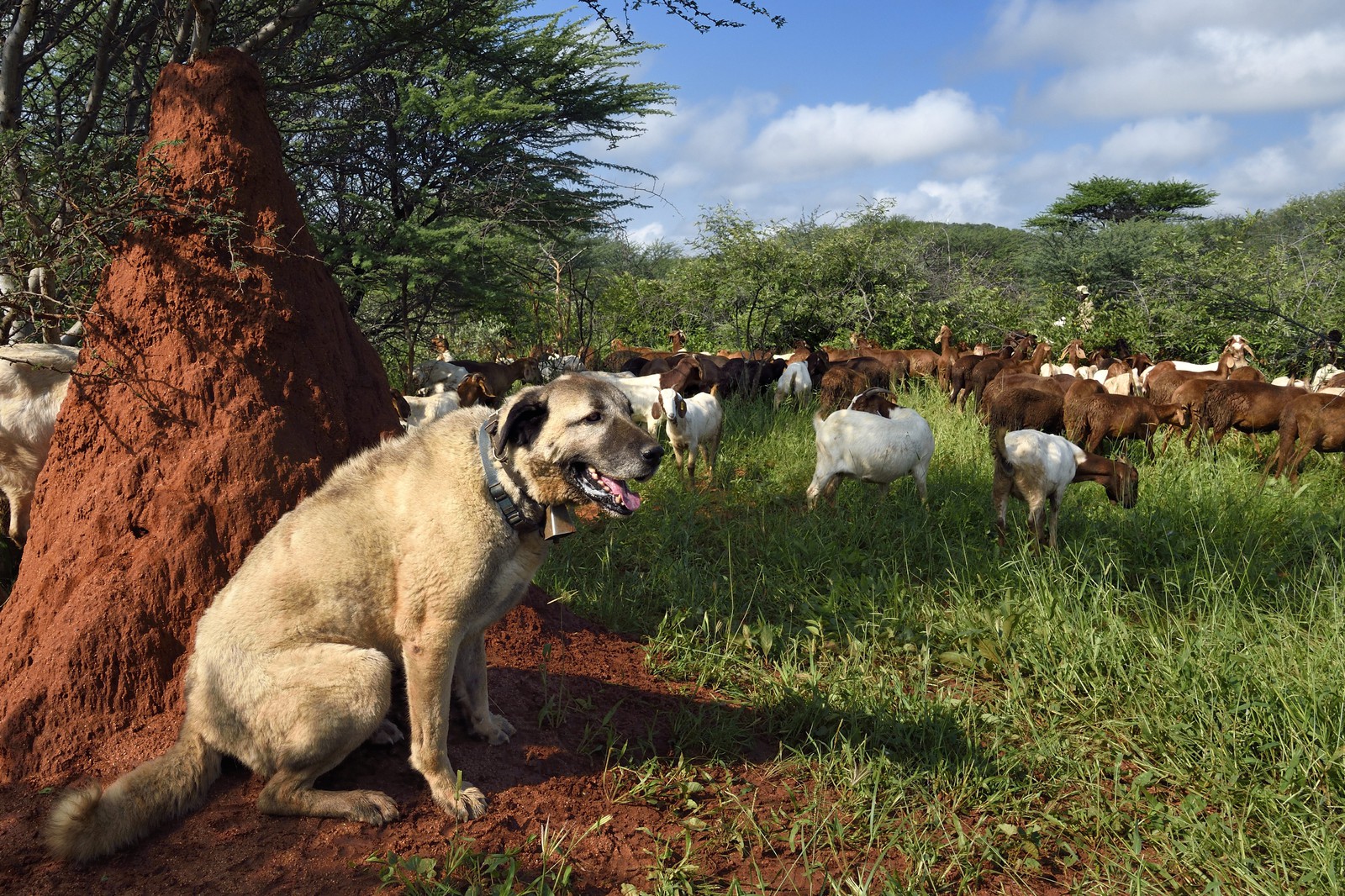 Namibia, Otjiwarongo, Cheetah Conservation Fund, research and education centre, CCF’s Livestock Guarding Dog Program has been highly effective at reducing predation rates and thereby reducing the inclination by farmers to trap or shoot cheetahs, Anatolian shepherd Kangal dog watching a herd of Boer goats and Damara sheep