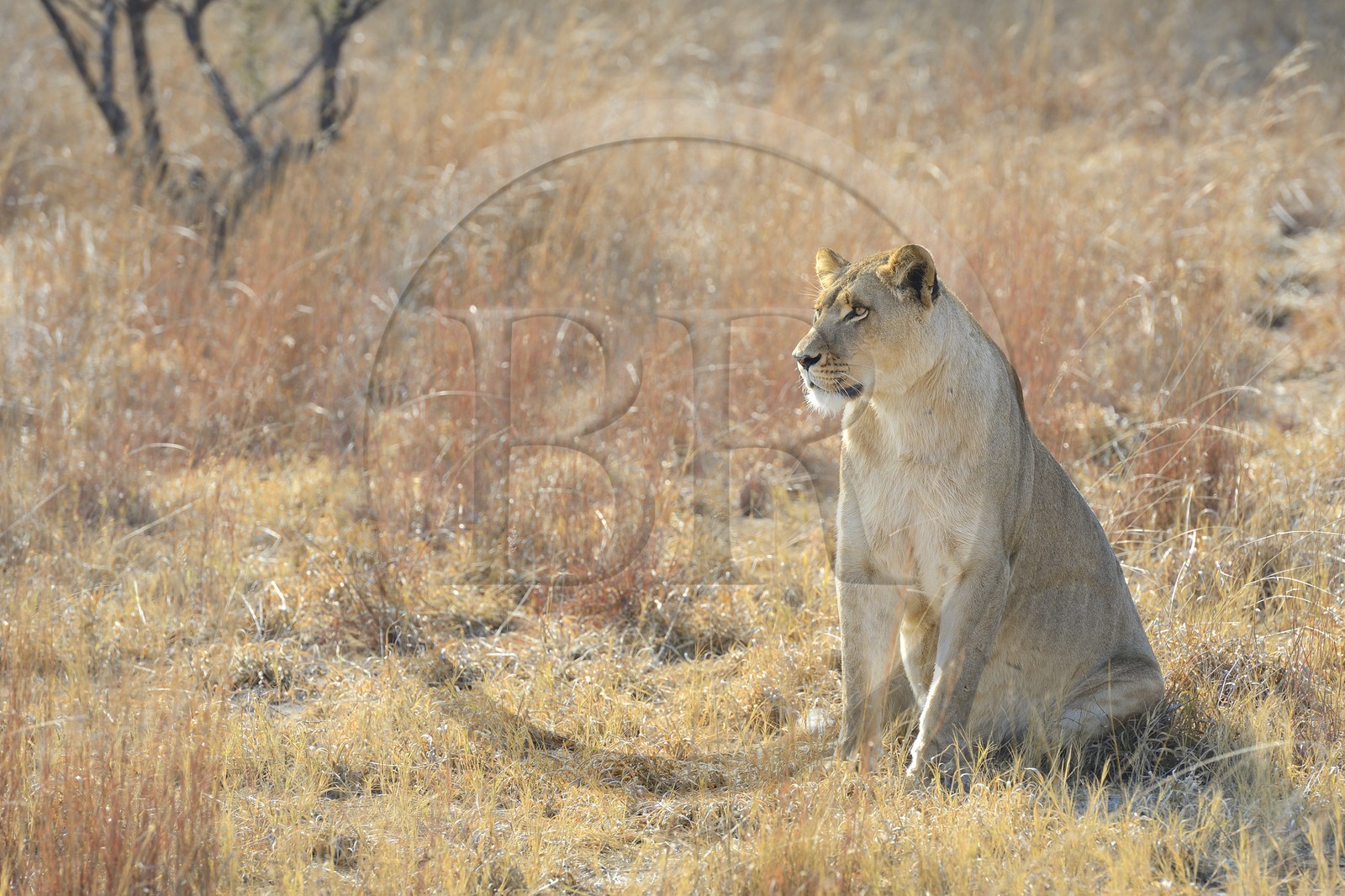 Zimbabwe, province des Midlands, Gweru, Antelope Park qui abrite ALERT (African Lion and Environmental Research Trust), Zone 2, une des quatre jeunes lionnes (panthera leo) qui sera relachée en clan dans un parc national pour le repeupler