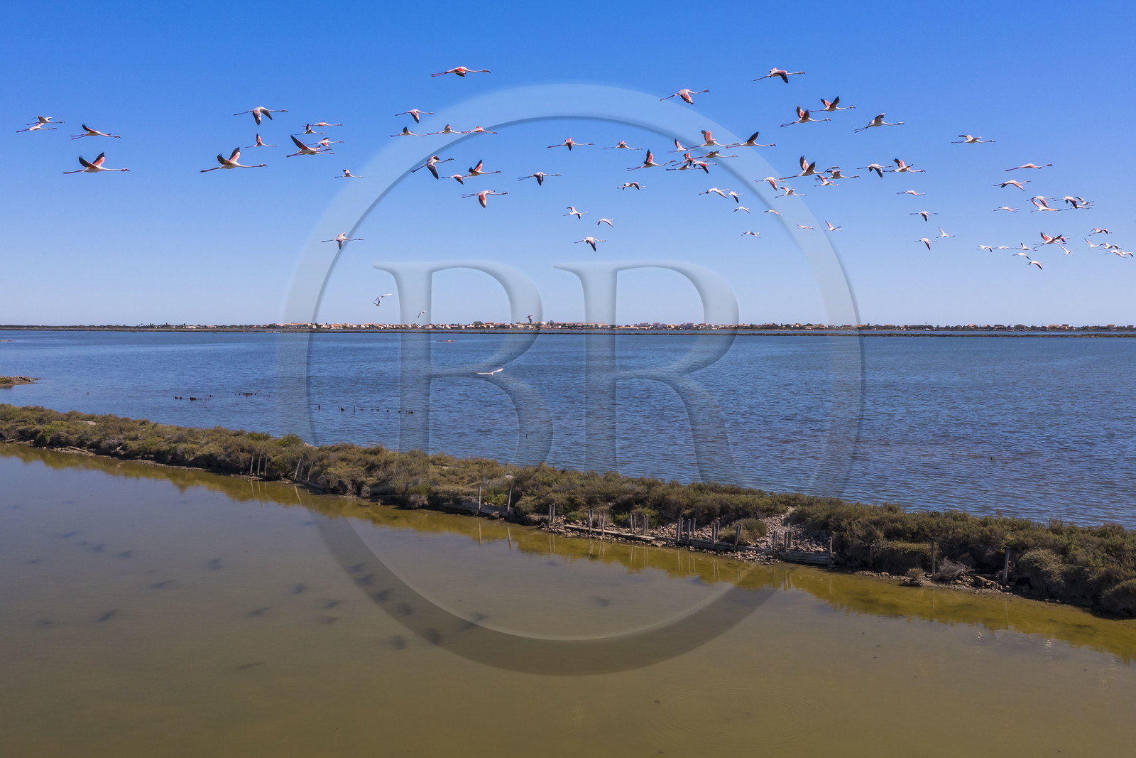 France, Hérault (34), Frontignan, vol de flamants roses (Phoenicopterus roseus) dans l'étang d'Ingril dans les anciens salins (vue aérienne)