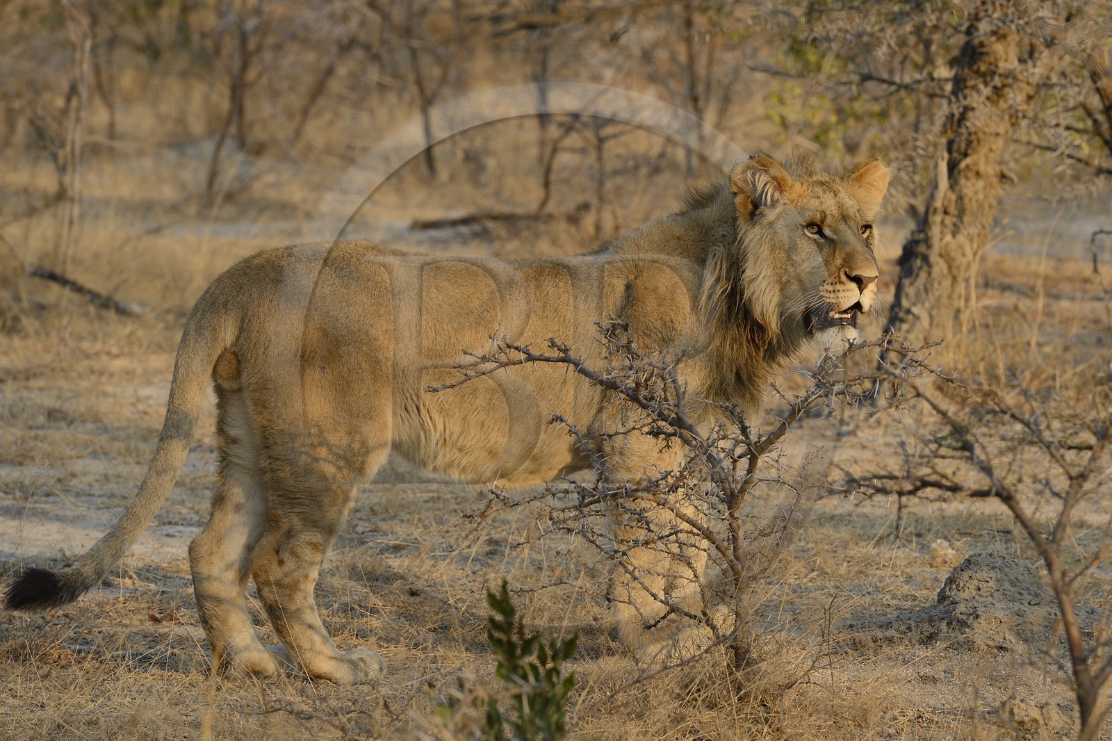 Zimbabwe, province des Midlands, Gweru, Antelope Park qui abrite ALERT (African Lion and Environmental Research Trust), jeune lion (panthera leo)