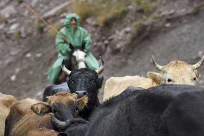 Azerbaijan, Ismailli region, cowman and his cattle in transhumance on the road down Lahij (Lahic)