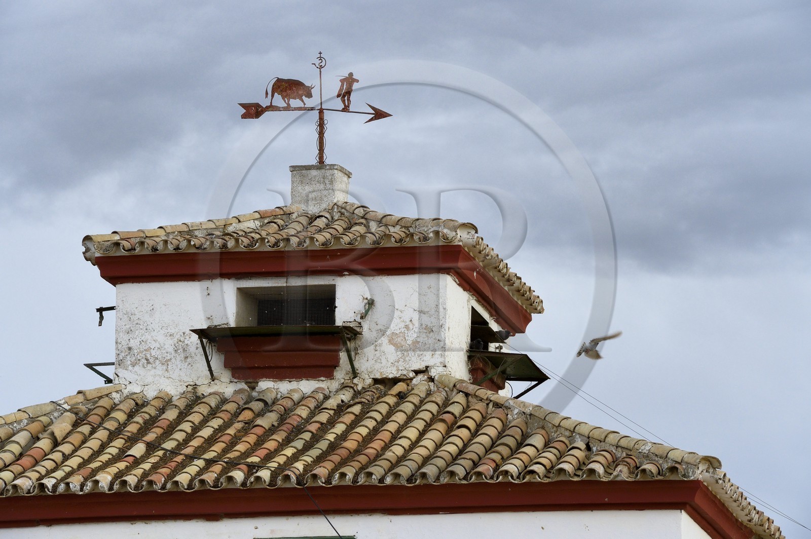 Spain, Andalusia, Seville Province, Utrera, the property El Toruno, breeding of fighting bulls