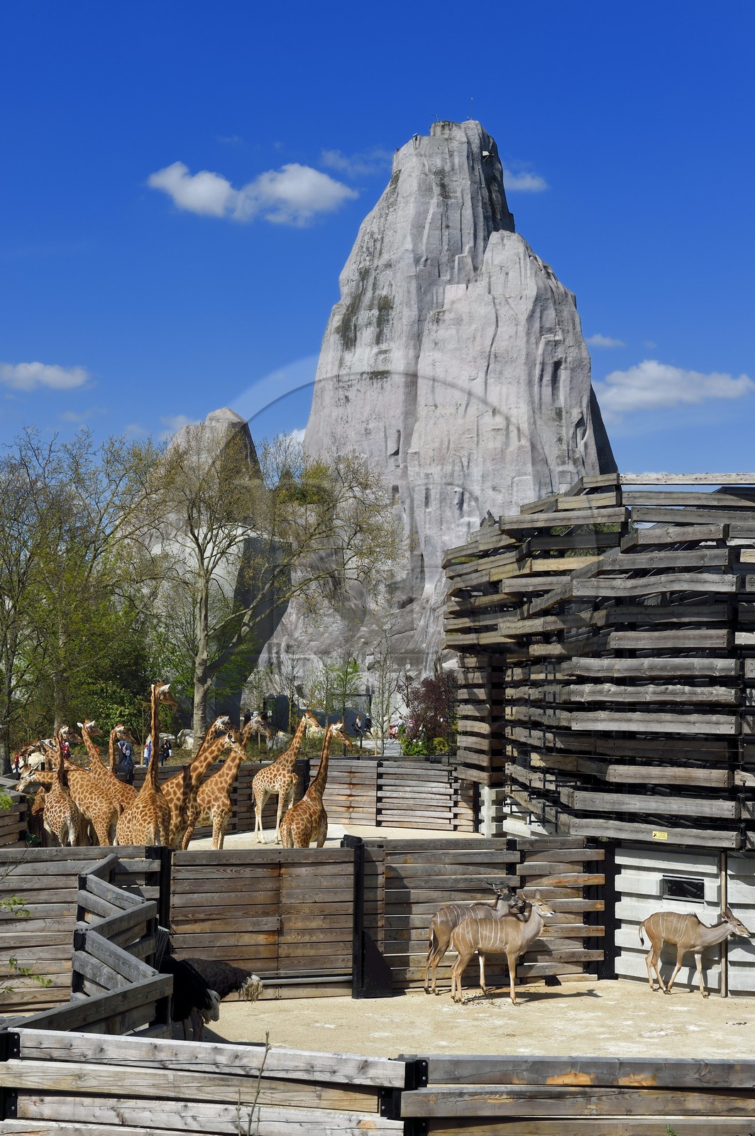 France, Paris (75), Le Parc zoologique de Paris (Zoo de Vincennes), le groupe des seize girafes (Giraffa camelopardalis) dans la biozone Sahel-Soudan, en arrière plan le Grand Rocher qui est l’emblème du zoo depuis 1934