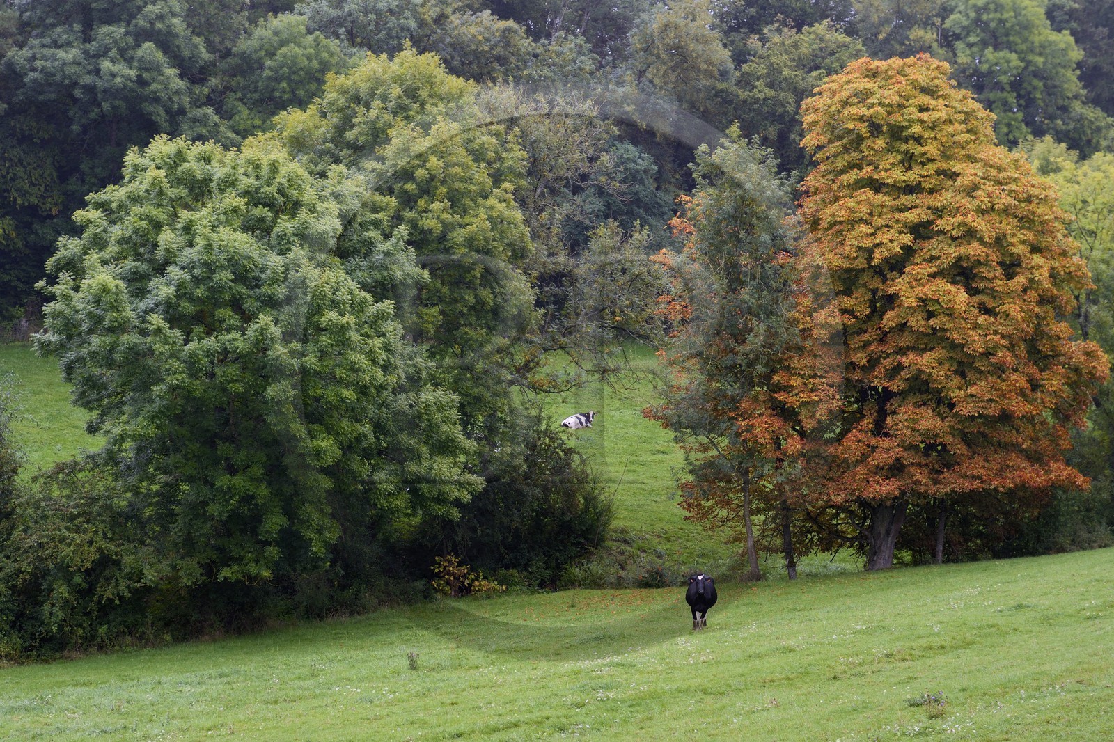 France, Meurthe-et-Moselle (54), pays du Saintois, vache au pré autour de Vézelise