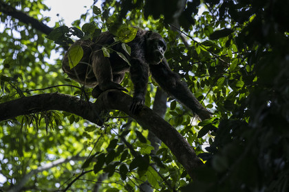 Rwanda, Province de l’Ouest, Nyakabuye, Parc national de Nyungwe, forêt tropicale humide naturelle de Cyamudongo, Chimpanzé commun (Pan Troglodytes)