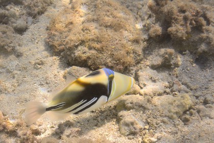 France, Ile de la Reunion, Côte Ouest, Saint-Gilles-Les-Bains (commune de Saint-Paul), le récif corallien du lagon de l'Ermitage et de La Saline-Les-Bains, baliste-Picasso (Rhinecanthus aculeatus) (vue sous-marine)