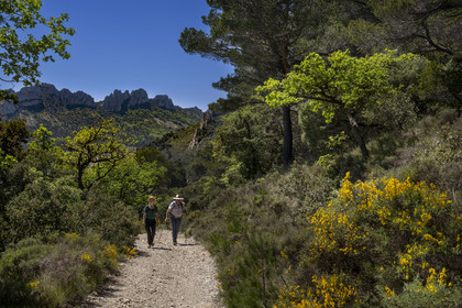 France, Vaucluse (84), Dentelles de Montmirail, Gigondas, randonneurs sur un sentier longeant les Dentelles Sarrasines au coeur du massif
