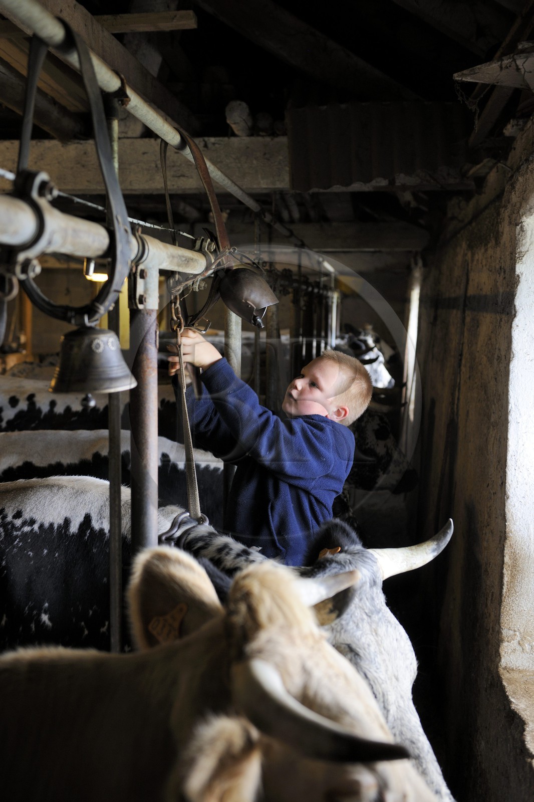 France, Haut-Rhin (68), la route des Crêtes vers Metzeral, ferme marcaire de Steinwasen, le fils Matter raccroche les cloches des vaches au retour des près