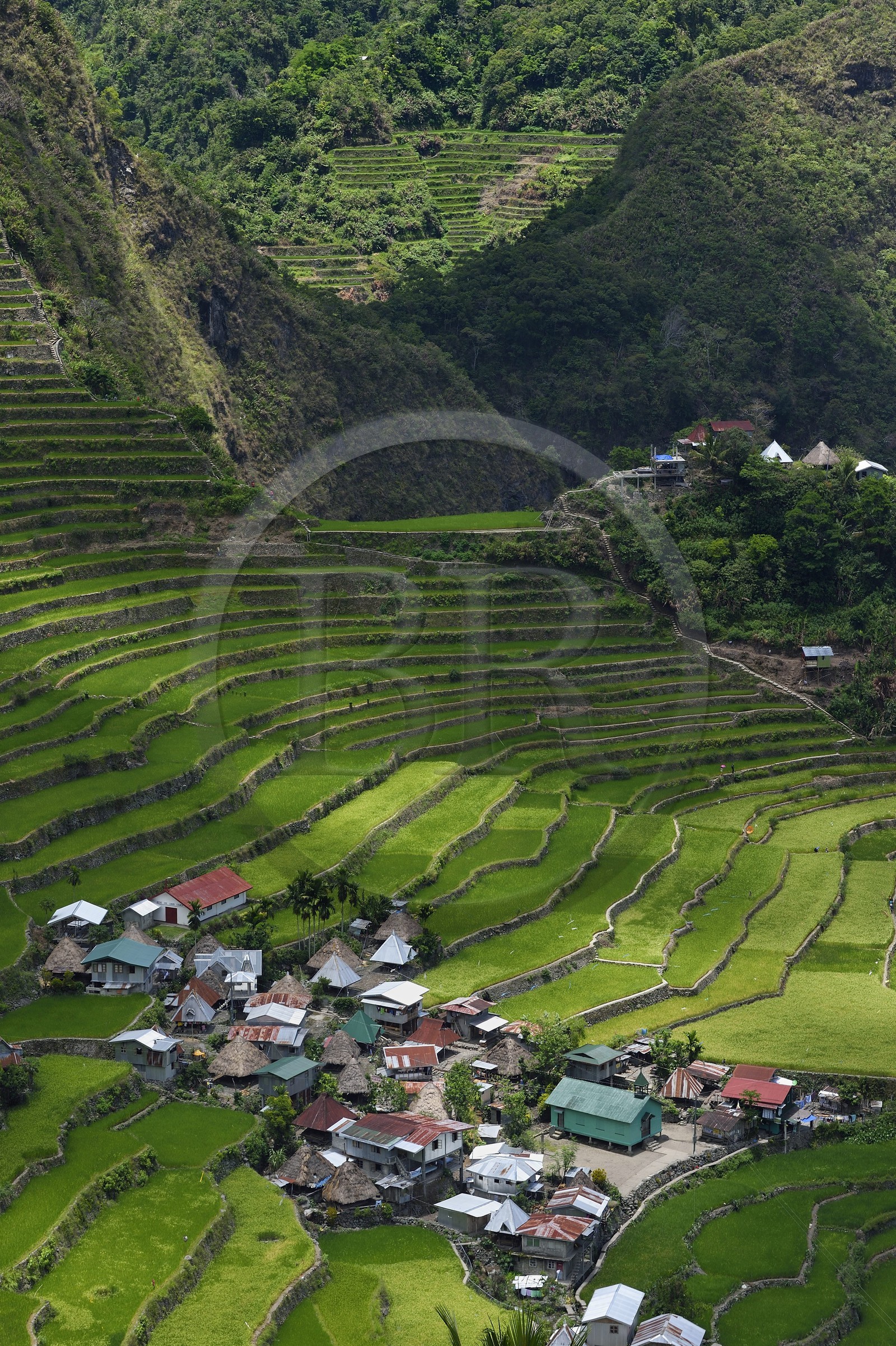 Philippines, province d'Ifugao, les rizières en terrasses de Banaue autour du village de Batad, classées Patrimoine Mondial de l'UNESCO, alimentées par un ancien système d'irrigation depuis la forêt tropicale au-dessus des terrasses