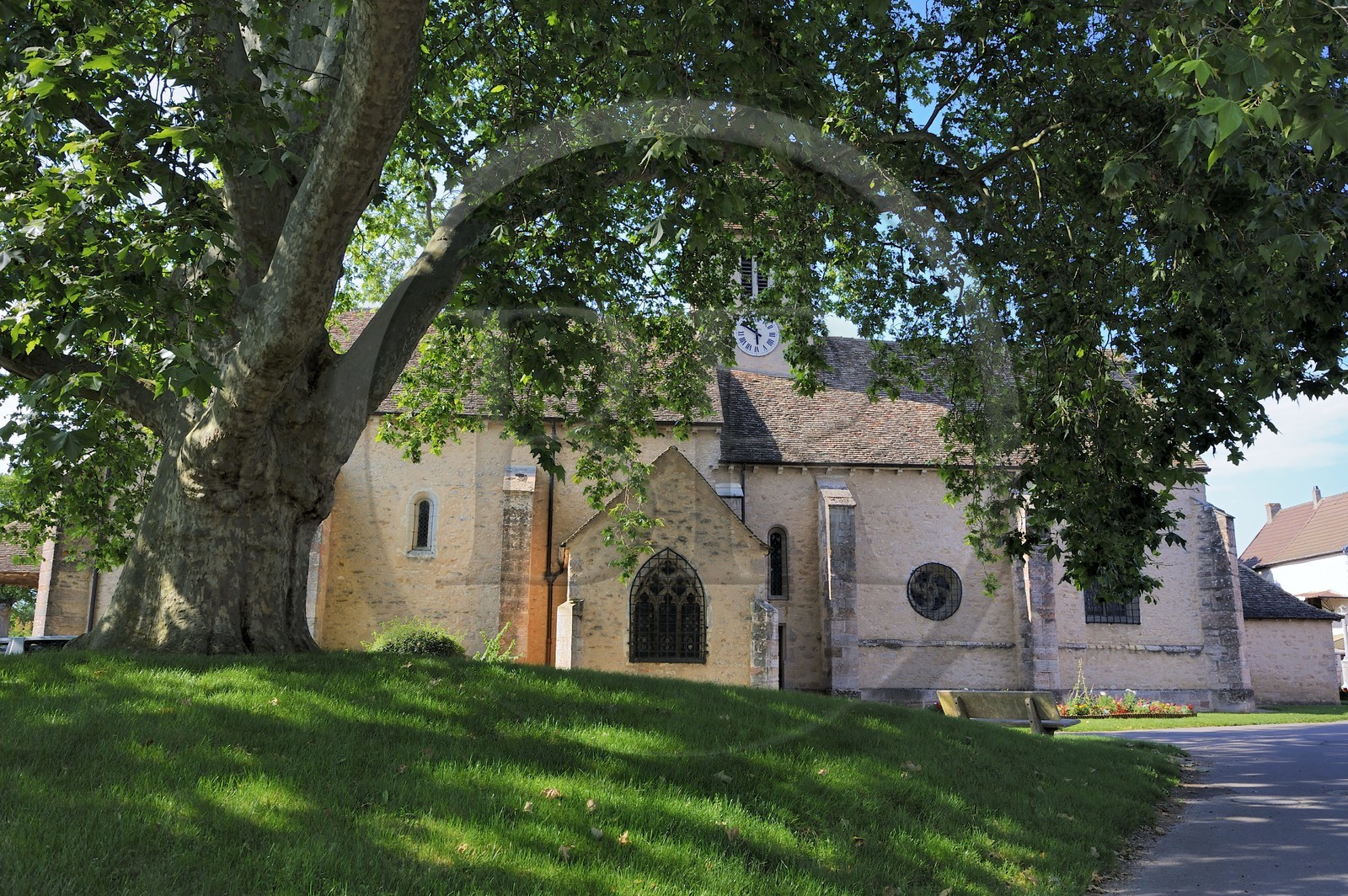 France, Saône et Loire (71), Préty, l'église romane et son platane bicentenaire