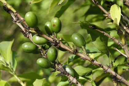 France, Ile de la Reunion, Saint Pierre, Jardin Botanique du Domaine du Café Grillé, caféier de Bourbon pointu (Coffea arabica var. laurina)
