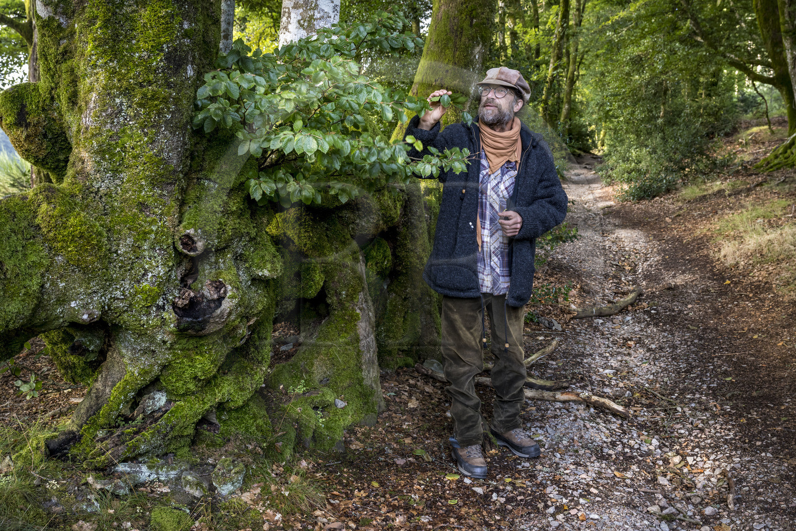France, Saône-et-Loire (71), parc naturel régional du Morvan, Saint-Léger-sous-Beuvray, oppidum de Bibracte, le site archéologique sur le mont Beuvray, haies de hêtres tressées vieilles de 200 ans appelées des queules le long des chemins creux, avec le guide géologue et biologiste Frédéric Bensaad