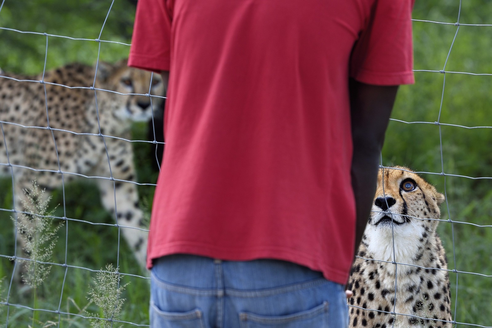 Namibie, Otjiwarongo, Cheetah Conservation Fund, centre de recherche et d'éducation, guépard (Acinonyx jubatus) dans son enclos face à un soigneur