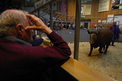 United Kingdom, Scotland, Orkney Islands, Isle of Mainland, livestock auction