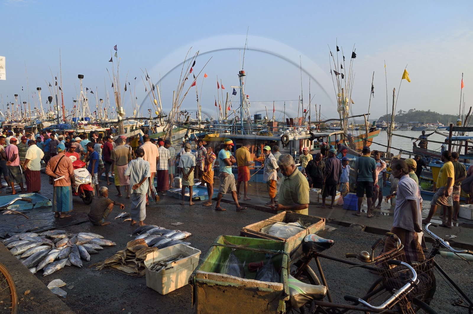 Sri Lanka, Province du Sud, Matara (district), Weligama, port de pêche de Mirissa, vente du poisson fraichement pêché sur le quai