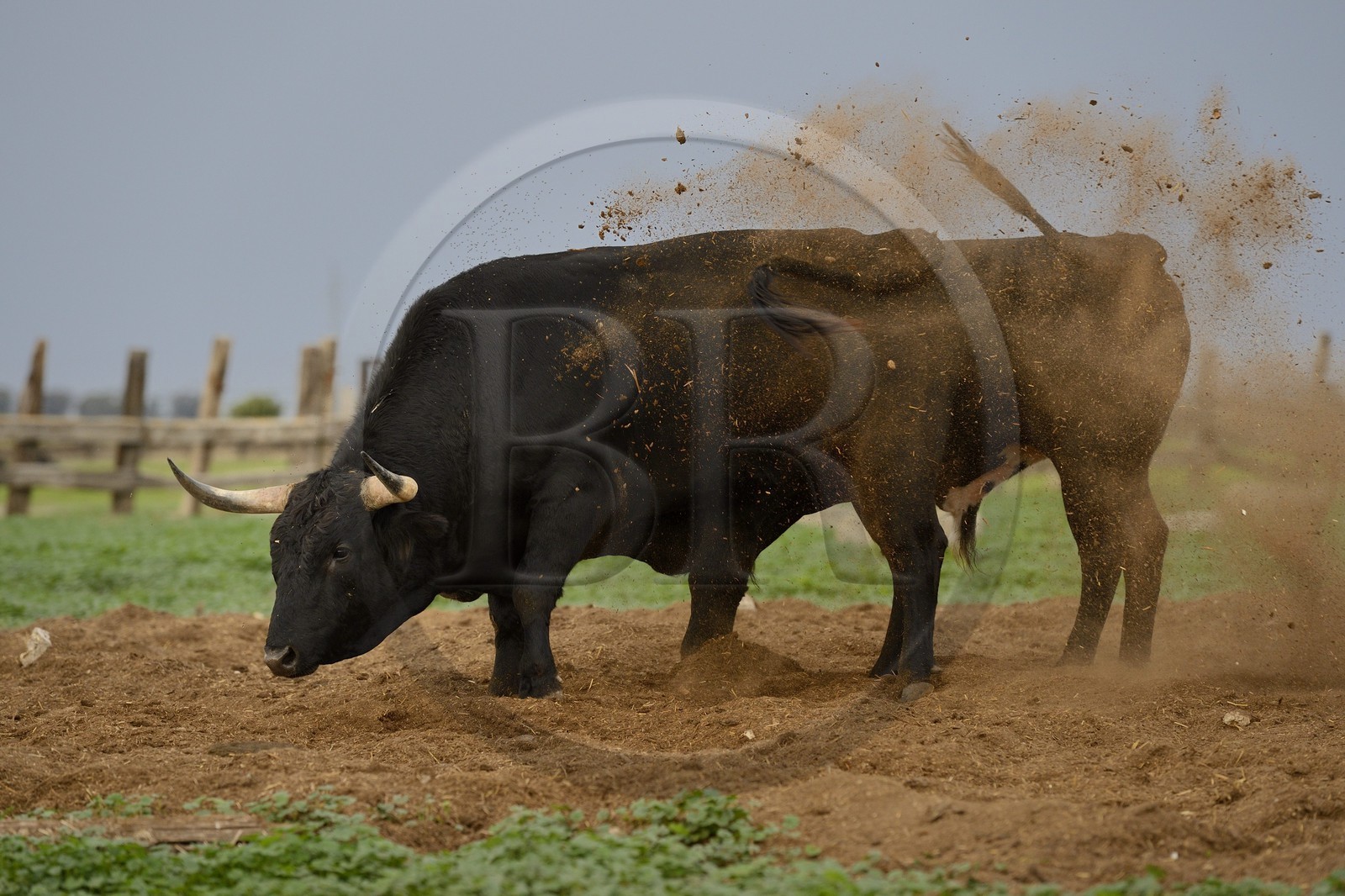 Espagne, Andalousie, province de Séville, Utrera, domaine El Toruno, élevage de taureaux de combat