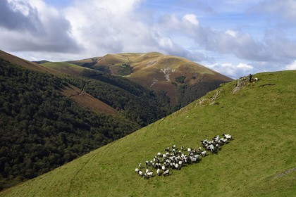 France, Pyrenees Atlantiques, Basque Country, Camino de Santiago (the Way of St. James) on the GR 65 between Saint Jean Pied de Port and Roncesvalles towards the Bentarte Pass, shepherd and his manech blackhead sheep flock on the slopes of the Leizar Atheka