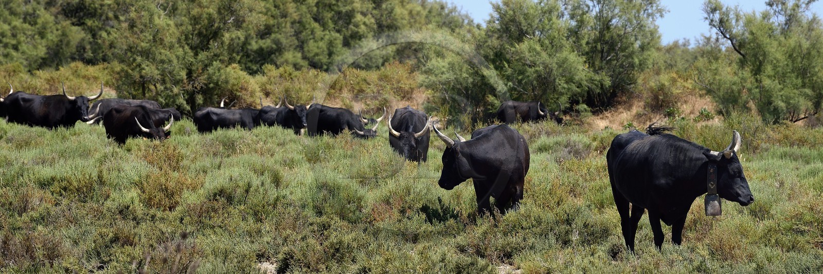 France, Bouches-du-Rhône (13), Parc naturel régional de Camargue, étang de Vaccares, taureaux camarguais appellés Raço di Biou