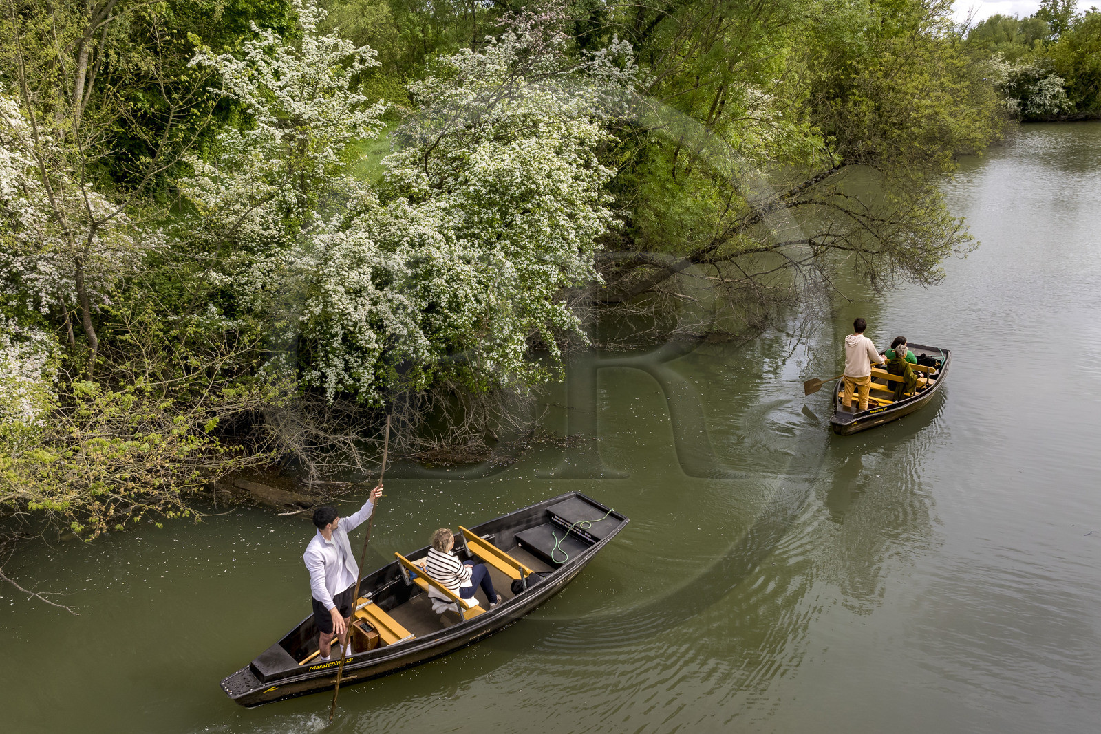 France, Vendée (85), Parc Interrégional du Marais Poitevin labellisé Grand Site de France, Maillezais, un batelier armé de sa pigouille (perche en bois) pousse sa barque sur les affluents de l'Autise (vue aérienne)