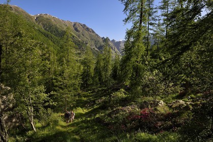France, Alpes-Maritimes (06), parc national du Mercantour, Haute-Vésubie, randonnée dans le vallon de la Gordolasque à travers une foret de mélèzes