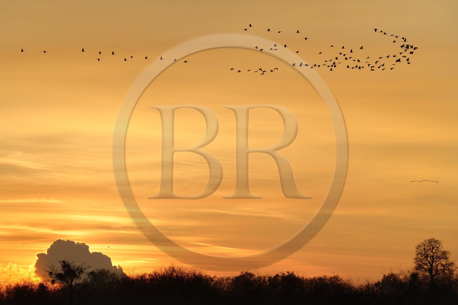 France, Indre (36), le Berry, parc naturel régional de la Brenne, Rosnay, étang de la Mer Rouge, grue cendrée (grus grus), vol au coucher de soleil