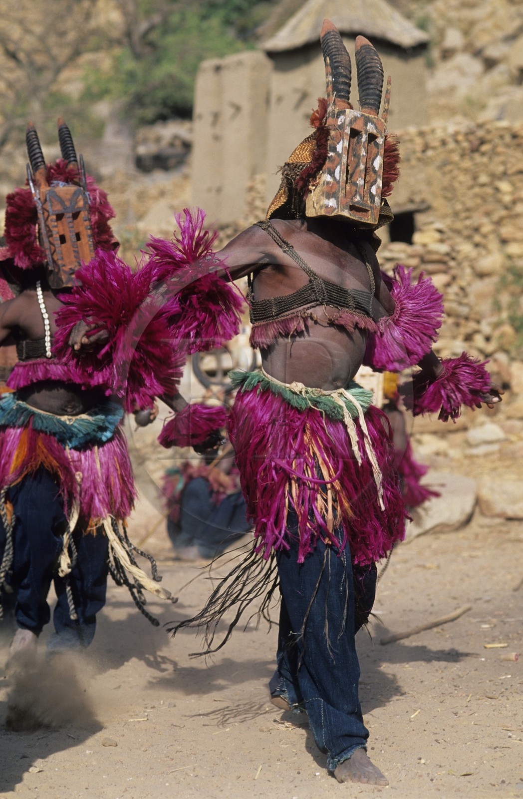 Mali, pays Dogon, falaise de Bandiagara classée Patrimoine Mondial de l'UNESCO, danses du Dama (lever de deuil) au village de Tereli, masque buffle