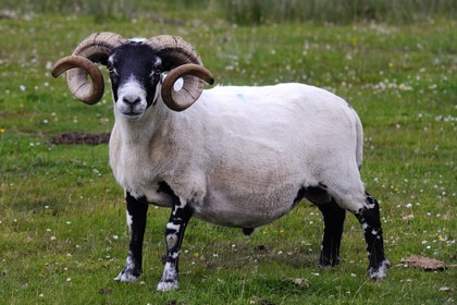 Royaume-Uni, Ecosse, Highland, Hébrides intérieures, Ile de Mull, bélier