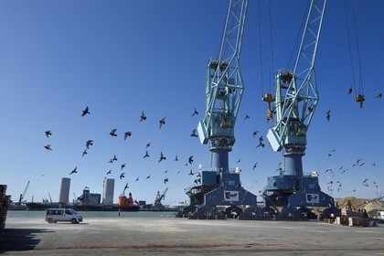 France, Charente-Maritime (17), La Rochelle, le Port Atlantique La Rochelle, port de commerce