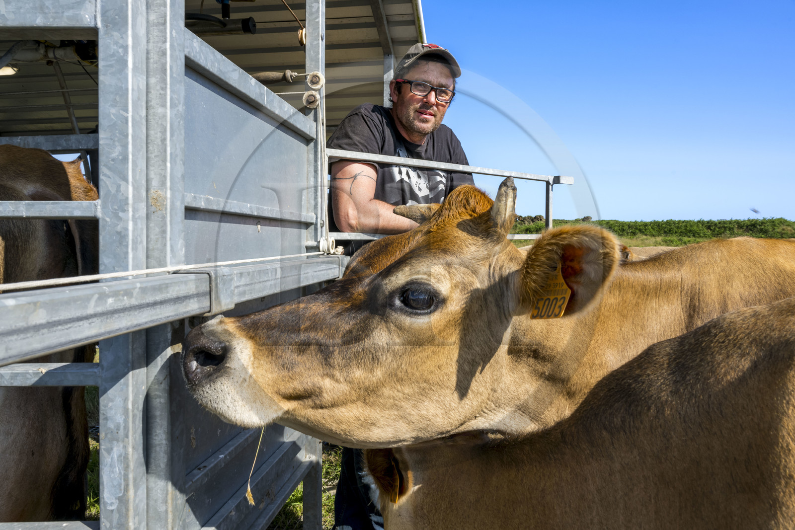 France, Finistère (29), Mer d'Iroise, Ile d'Ouessant, Thomas et Marie Richaud éleveurs de la ferme Les vaches aux 4 vents, traite en paturage mobile