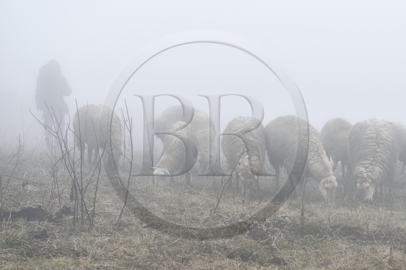 Azerbaijan, Quba (Guba) region, Greater Caucasus mountain range, hiking between the village of Giriz and Laza, sheep in the mist