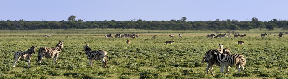 Namibie, région de Oshikoto, Parc National d'Etosha, lion et lionnes (Panthera leo) en chasse approchant d'un troupeau de zèbres de Burchell (Equus burchellii)
