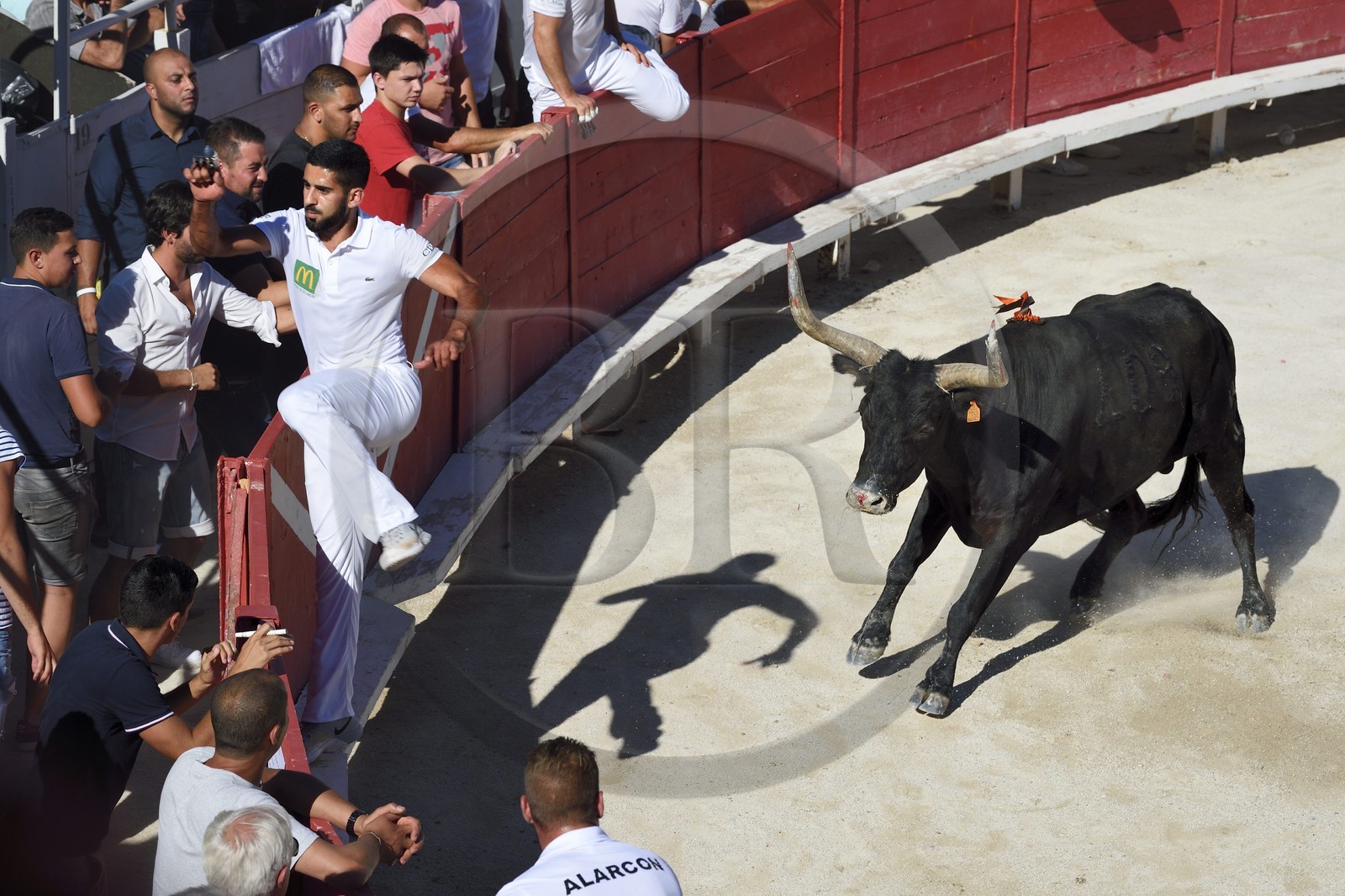 France, Bouches-du-Rhône (13), Arles, la course camarguaise  de la Cocarde d'Or aux Arènes, le raseteur Joachim Cadenas gagnant de l'édition 2017