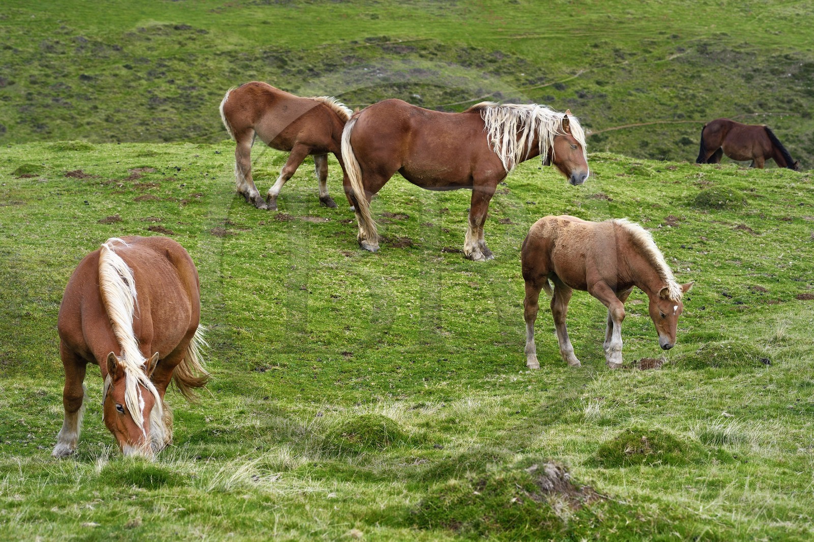 France, Pyrénées-Atlantiques (64), Pays-Basque, chemin de Saint-Jacques de Compostelle sur le GR 65 entre Saint-Jean-Pied-de-Port et Roncevaux, poneys pottok vivant principalement dans les Pyrénées à l'ouest du Pays basque