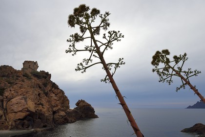 France, Corse du Sud, Golfe de Porto, listed as World Heritage by UNESCO, the Genoese tower above the port pass of Porto