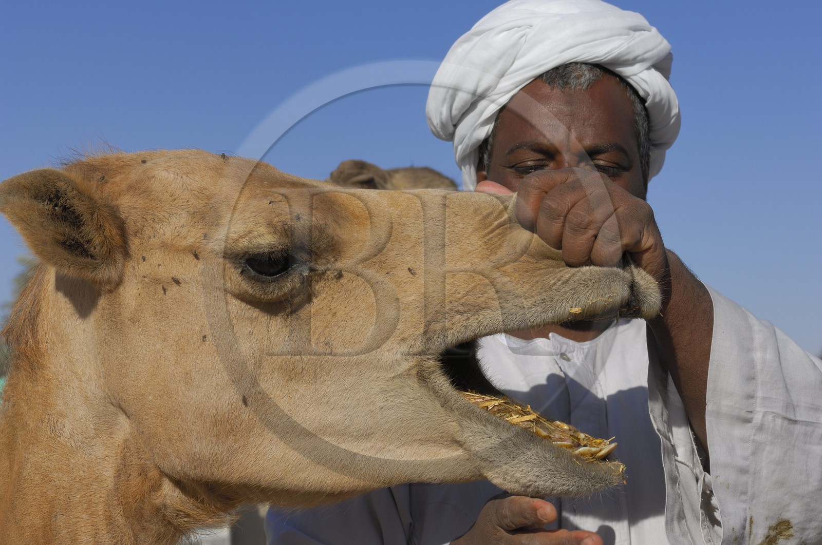 Egypte, Haute Egypte, Daraw au nord d'Assouan, marché aux dromadaires