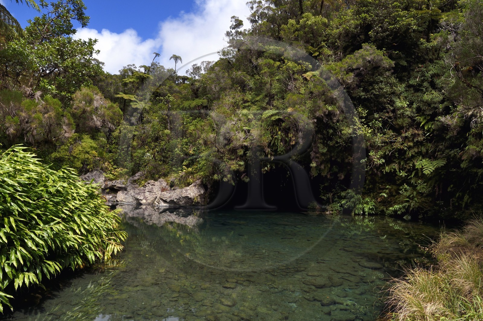France, Ile de la Reunion, Parc National de la Réunion classé Patrimoine Mondial de l'UNESCO, La Plaine des Palmistes, forêt de Bébour, sentier de randonnée Cassé de Takamaka, Bassin des Hirondelles