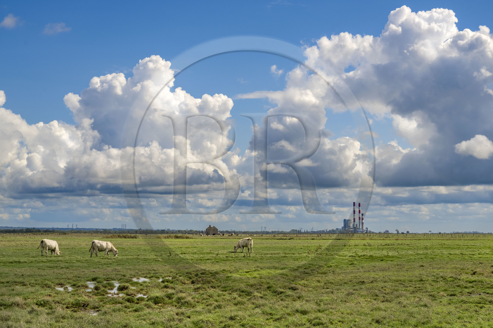 France, Loire-Atlantique (44), Lavau-sur-Loire, vaches dans les prés en bordure de l'estuaire de la Loire et la centrale électrique thermique de Cordemais en arrière plan