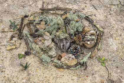 France, Var, Provence Verte (Green Provence), Bras, Academie du Bain de Foret Provencale (Academy of Forest Bathing in Provence), forest of the domaine Le Peyrourier - une campagne en Provence, Constanze Coisne guides Shinrin Yoku