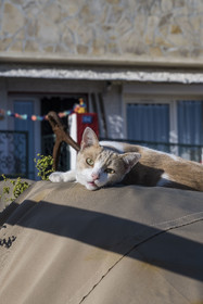 France, Hérault (34), Sète, quartier de la Pointe Courte, chat dans le petit port du quartier de pecheurs sur les rives de l'étang de Thau