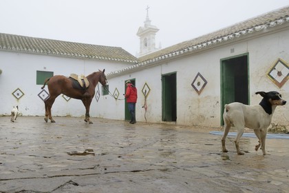 Espagne, Andalousie, province de Séville, Utrera, Finca El Pinganillo, le haras de la propriété