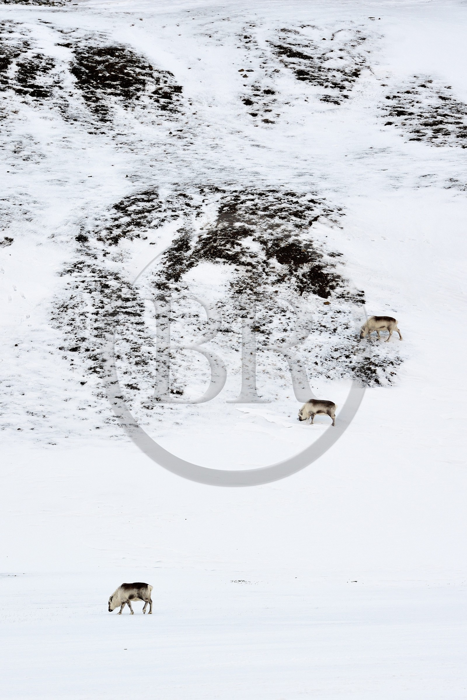 Norvège, Svalbard, Spitzberg, vallée de Adventdalen vers Longyearbyen, renne de Svalbard (Rangifer tarandus platyrhynchus)