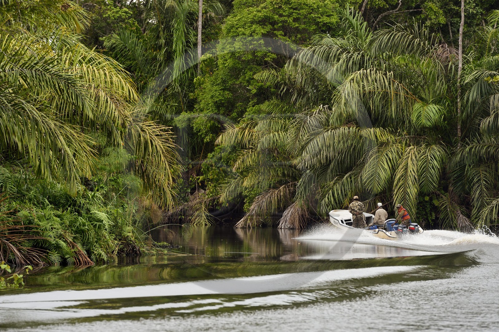 Gabon, province de Ogooué- Maritime, Parc National du Loango, bateau à moteur sur une rivière du site de Akaka dans la lagune du Fernan Vaz (Nkomi)